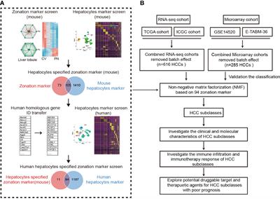 A novel liver zonation phenotype-associated molecular classification of hepatocellular carcinoma